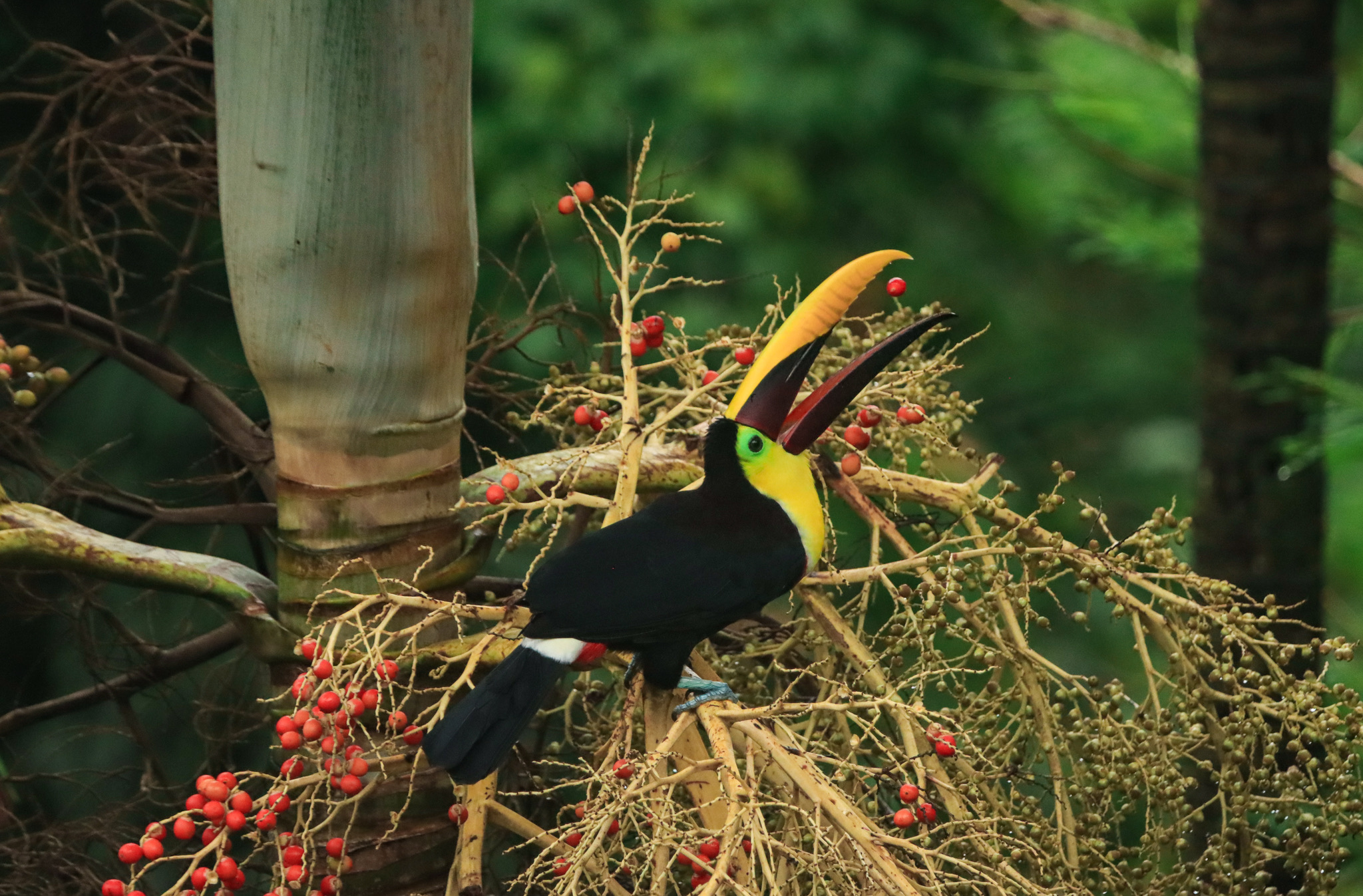 Natural Mystic Pavones retreat photo: toucan wildlife in the jungle near the retreat