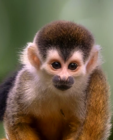 Natural Mystic Pavones retreat photo: monkey wildlife near the retreat