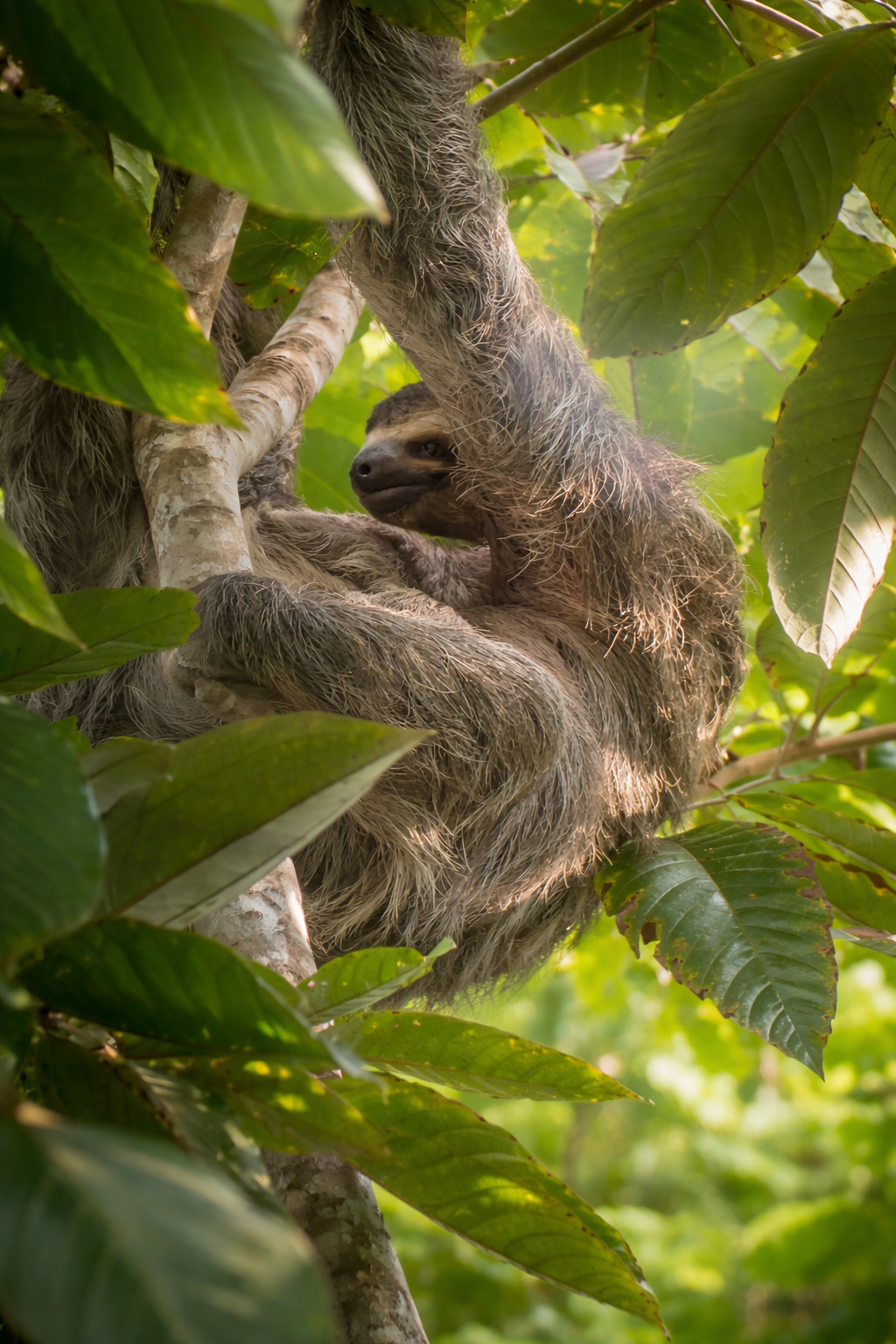 Natural Mystic Pavones retreat photo: sloth wildlife in the trees near the retreat
